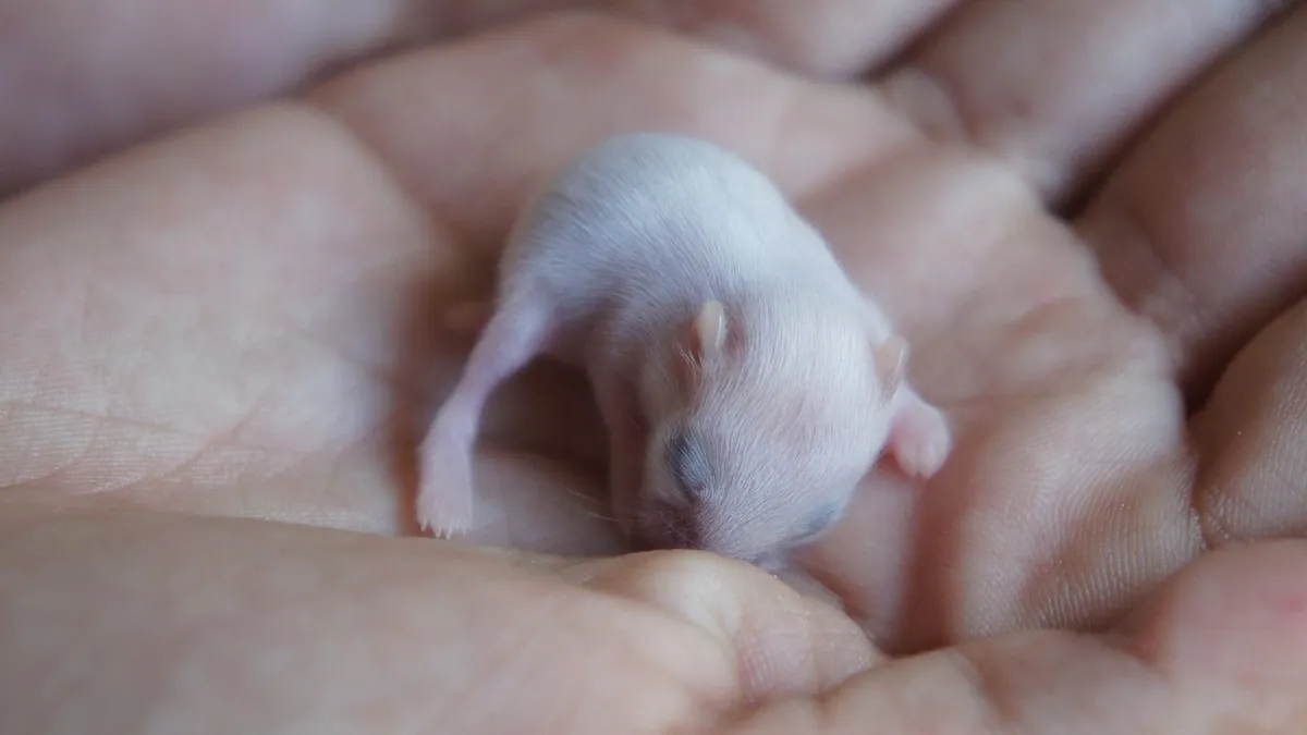 How to Tell If Your Hamster Is Dead or Hibernating