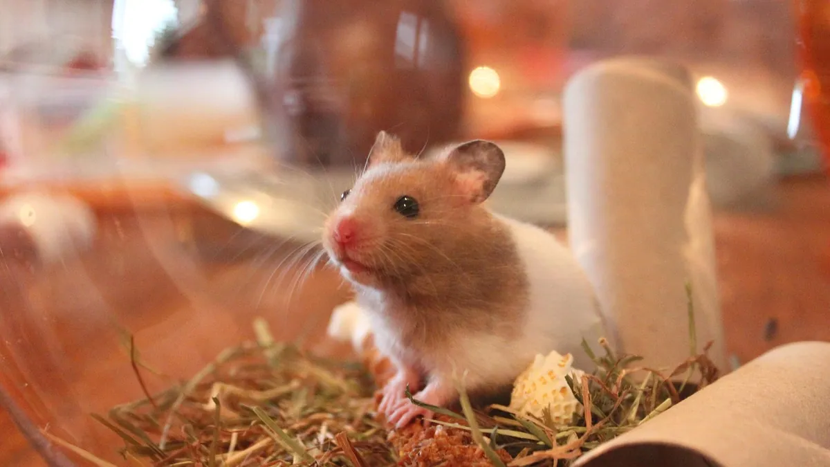 Why Is My Hamster Eating Bedding? Is It Safe?