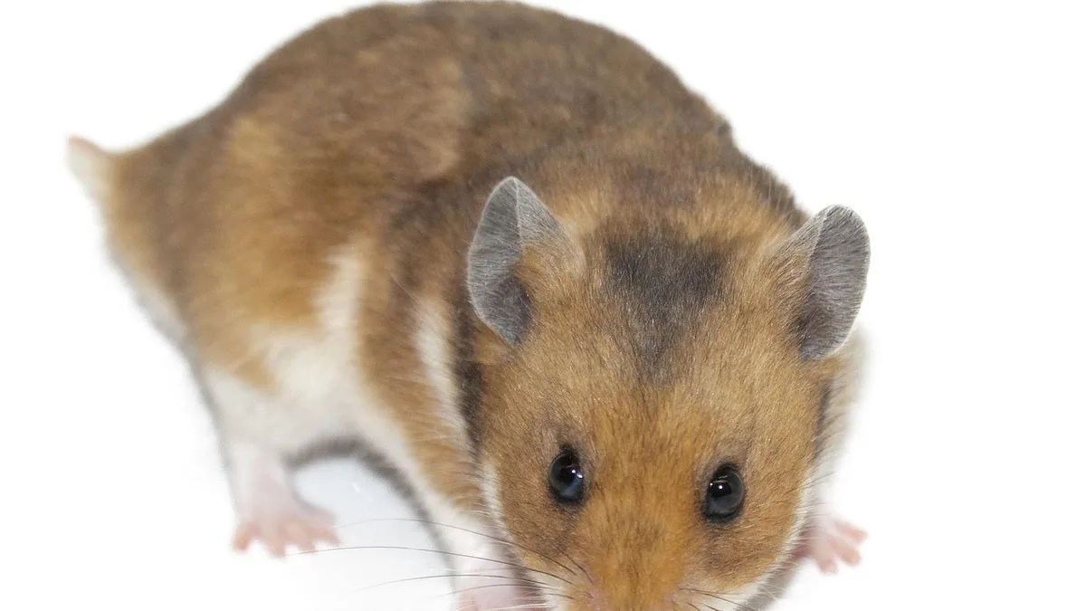 Why Do Hamsters Eat Their Poop? Coprophagy Explained