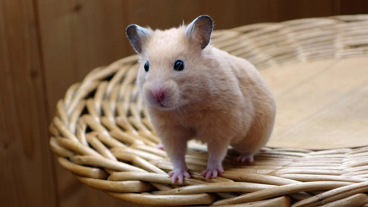Why Is My Hamster Eating So Much? Normal Hoarding or a Problem
