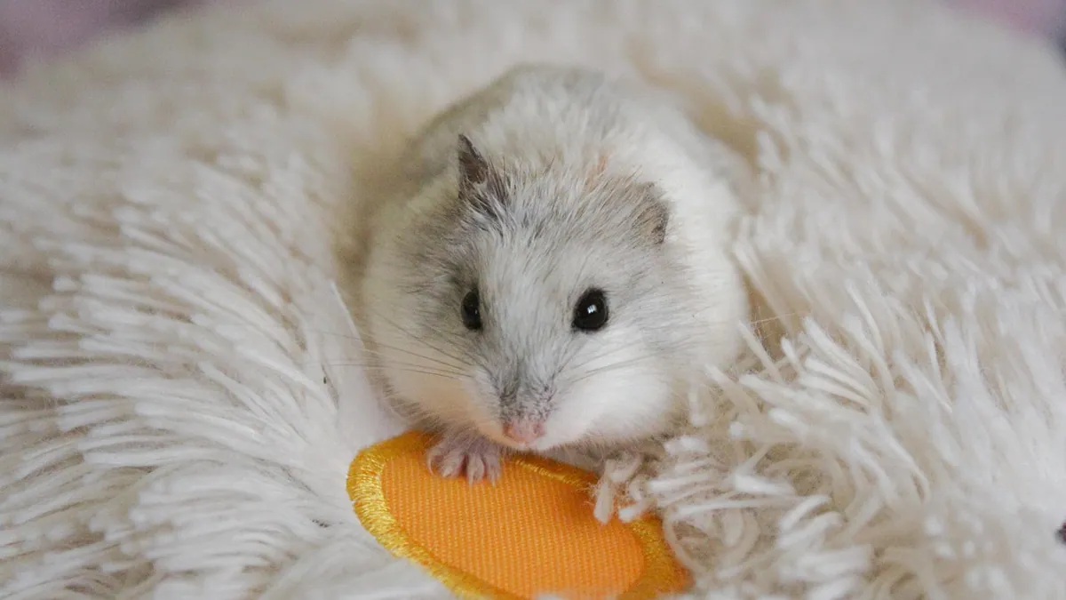How to Tell If Your Hamster Has Mites: Signs and Treatment