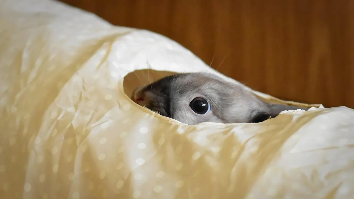 Why Is My Hamster Not Coming Out of Its Burrow?