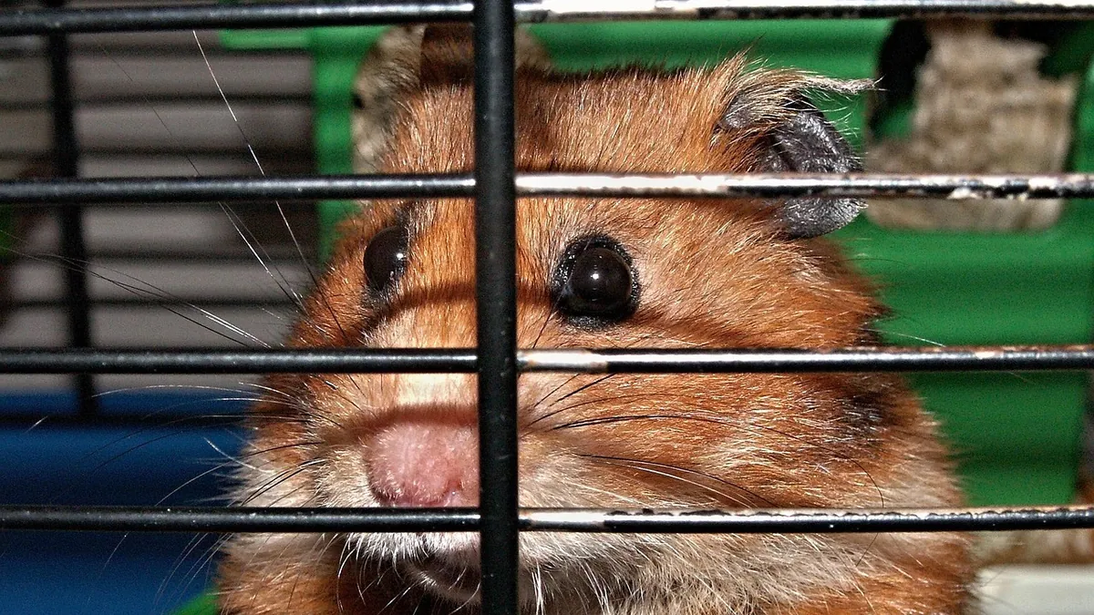 Why Is My Hamster Not Drinking Water? Causes and Warning Signs