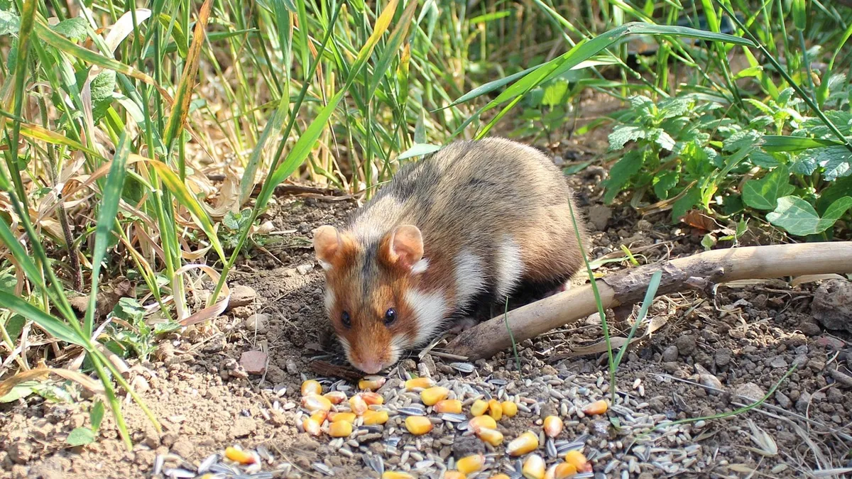 Why Is My Hamster Not Eating? Causes and Next Steps