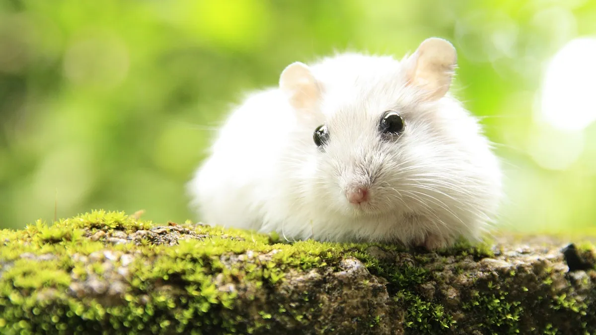 Hamster Not Moving but Breathing: Is It Hibernating or Dying?