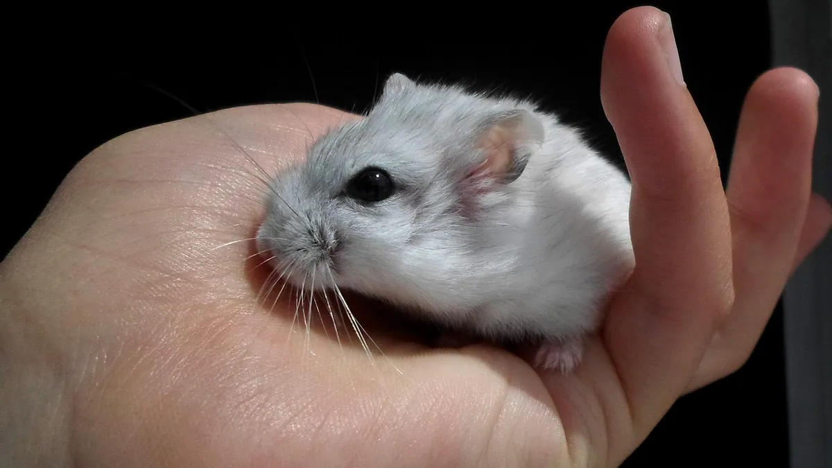 Why Is My Hamster Not Opening Its Eyes? Causes and Care