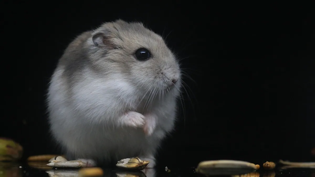 Why Is My Hamster Not Pooping? Constipation and Blockage