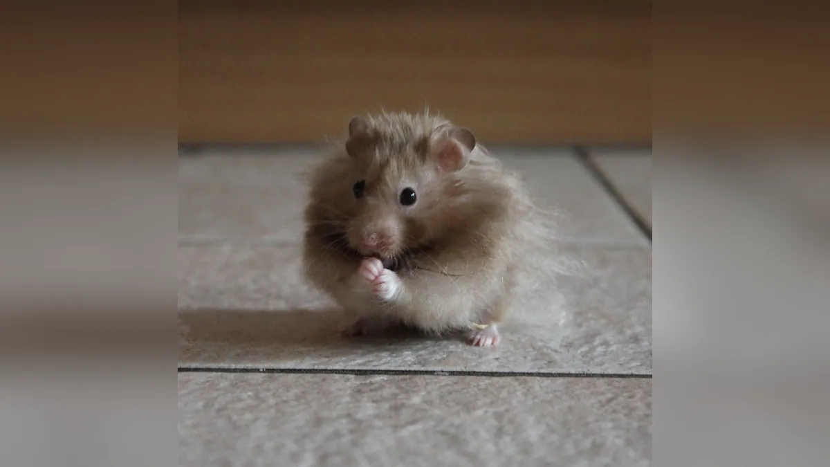 Why Is My Hamster Peeing and Pooping So Much?