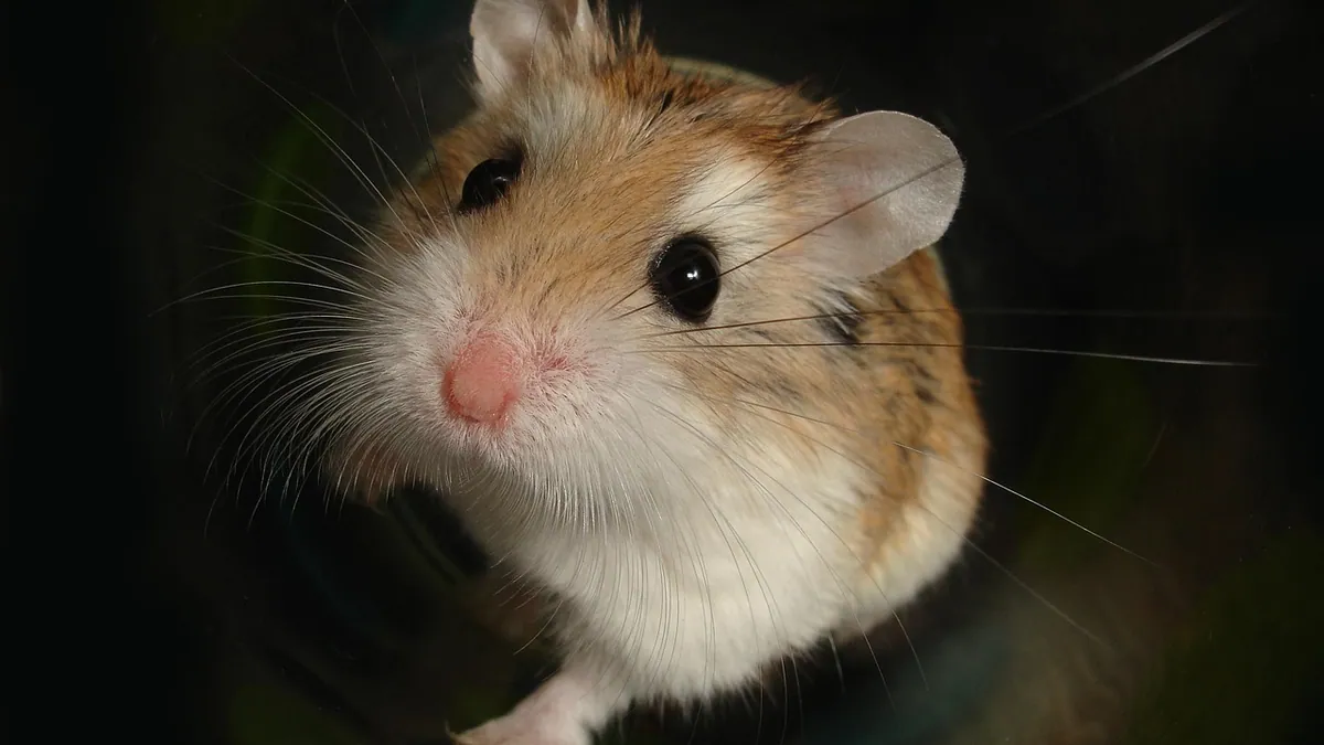 Why Does My Hamster Have Red Eyes? Normal or Concern?