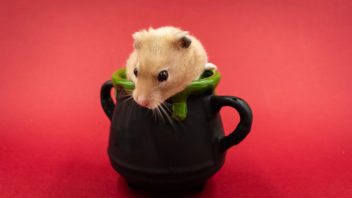 How to Tell If Your Hamster Is a Boy or a Girl