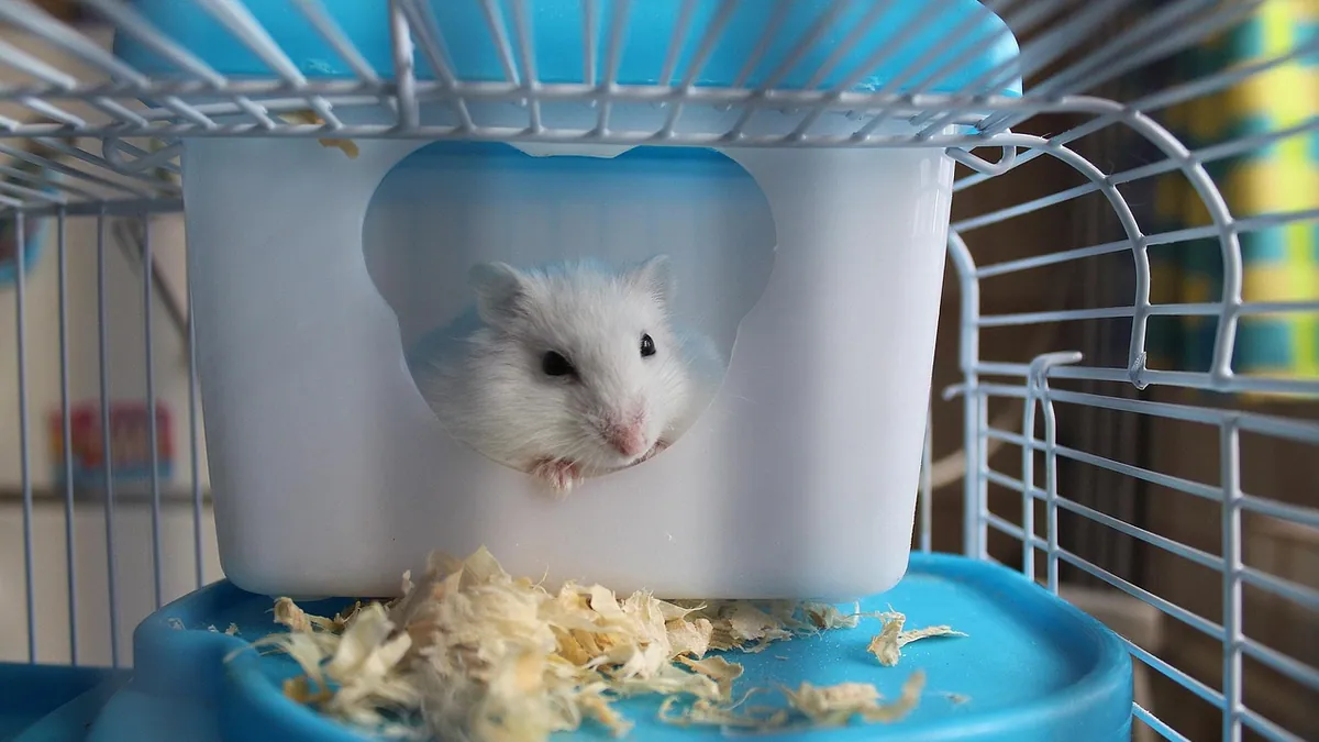 Is It Normal for Hamsters to Sleep All Day?