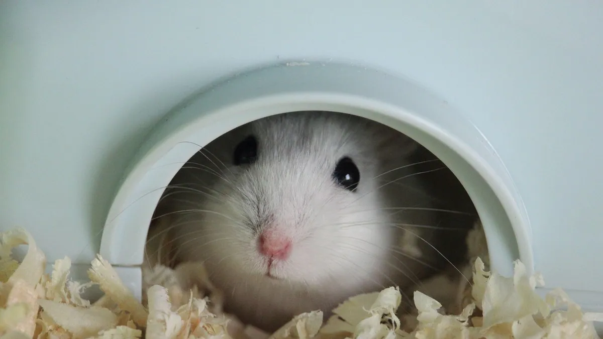 Why Is My Hamster Sleeping on Its Back?