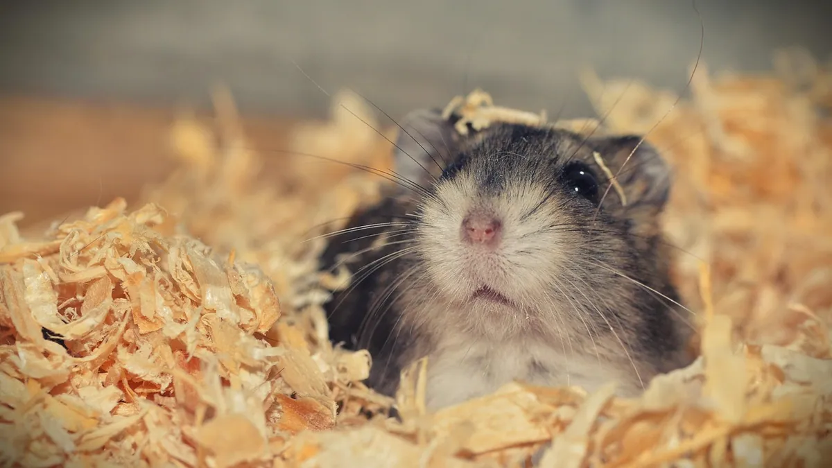 Why Is My Hamster Sleeping So Much?