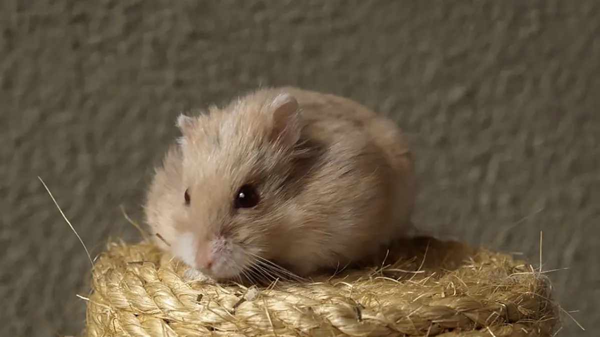Hamster Weight Problems: Helping Your Hamster Gain or Lose Weight
