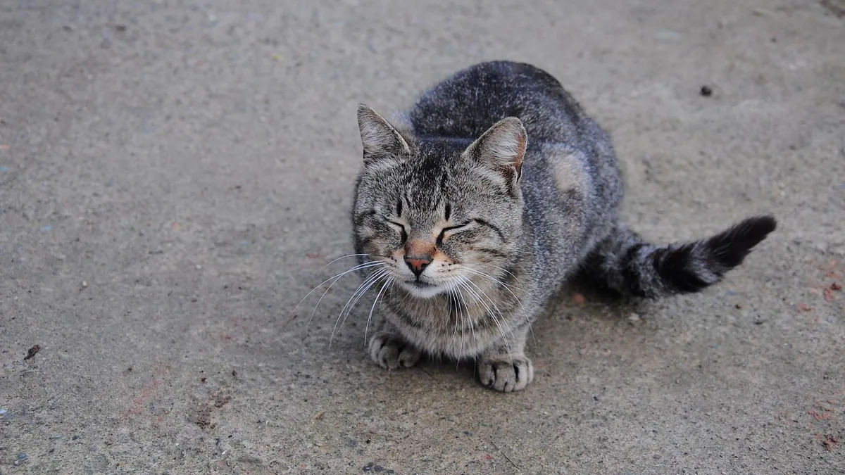 Happy Drooling in Cats: Why Do Cats Drool When Content?
