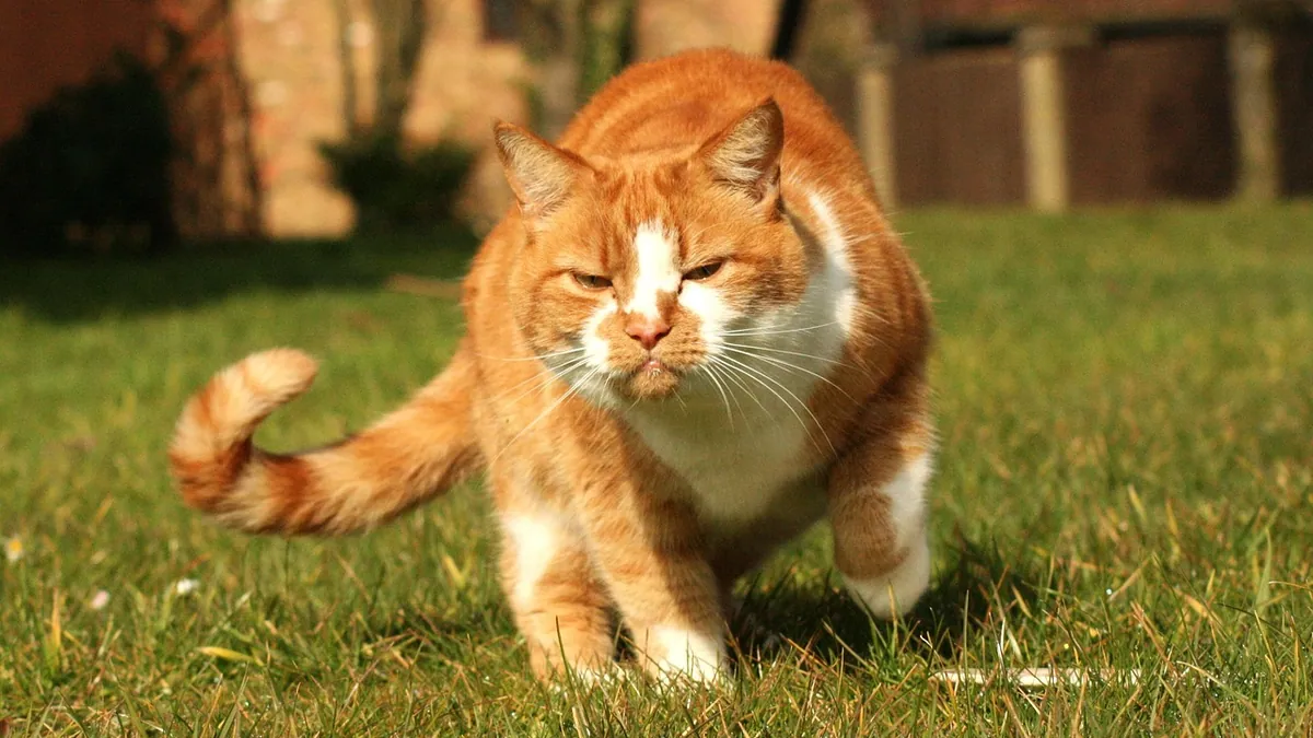 Happy Tail Syndrome in Cats: Causes and Care