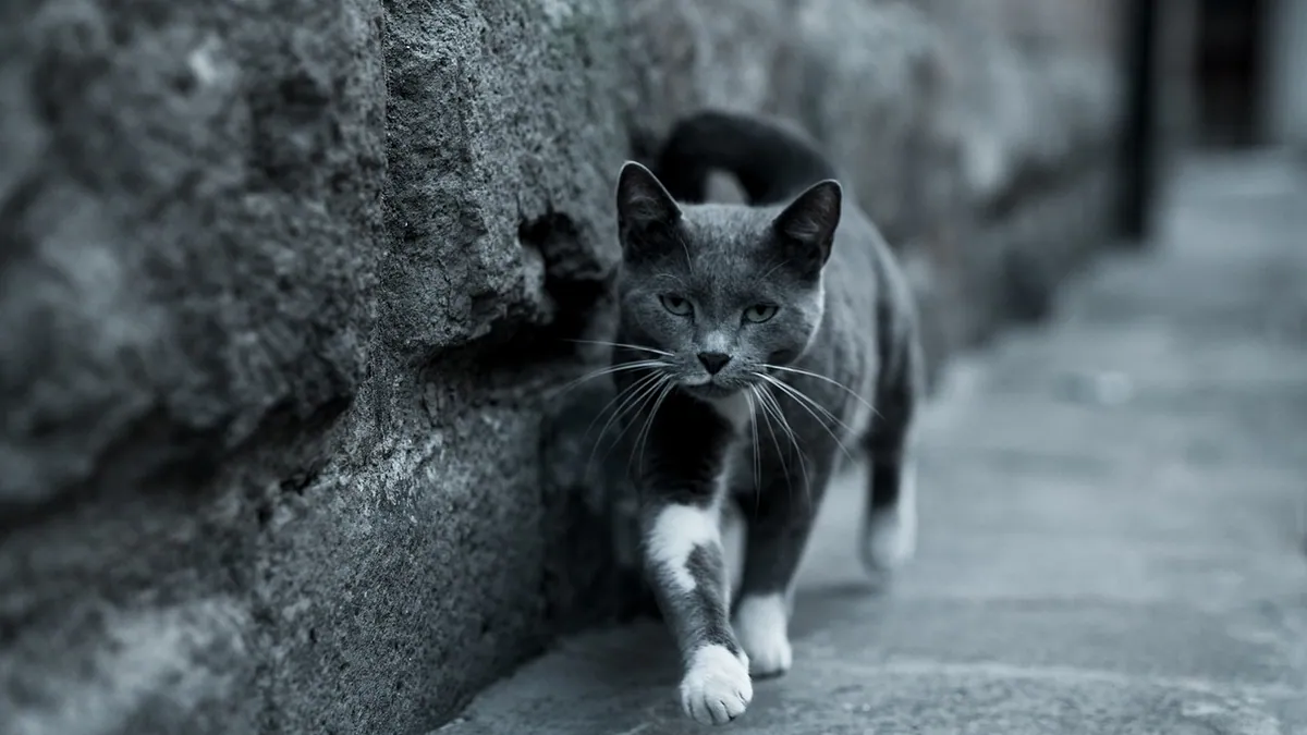 Head Pressing in Cats: Why It Happens and When to Worry