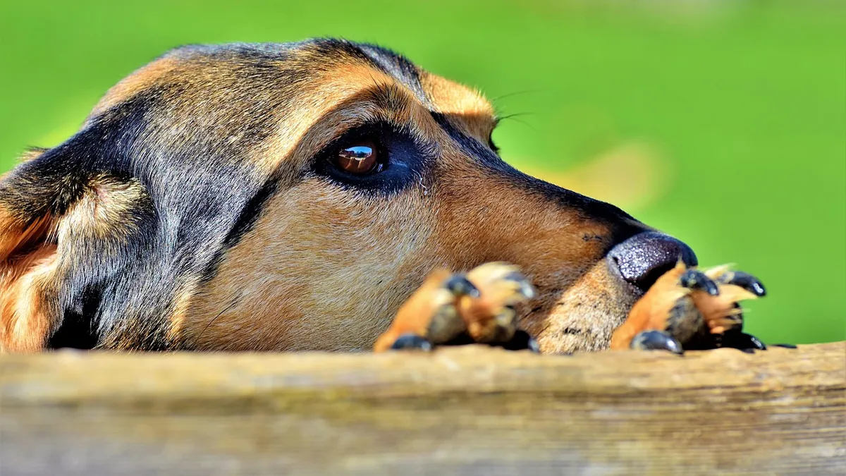 Head Pressing in Dogs: Causes, Symptoms, and What to Do