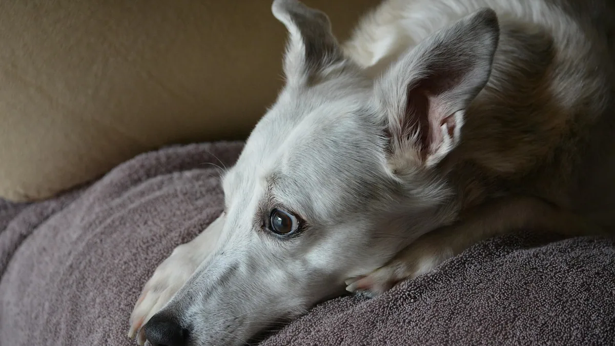 Head Pressing in Senior Dogs: Why It Happens and Urgency