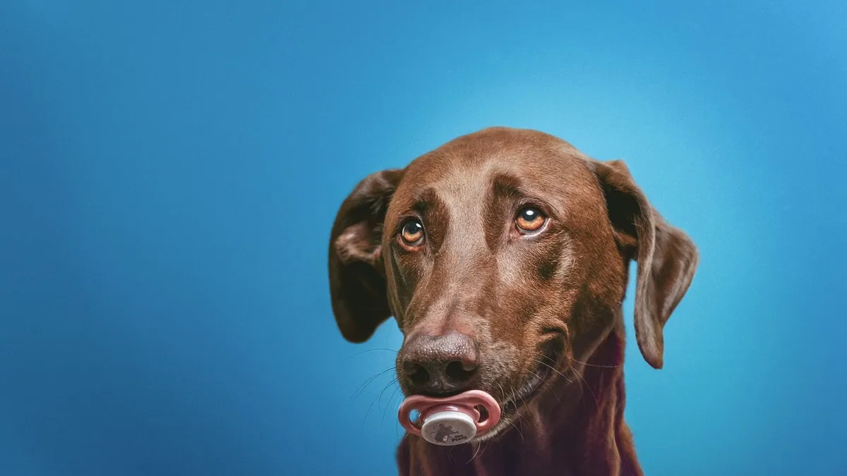 Heart Attack and Heart Failure Treatment in Dogs