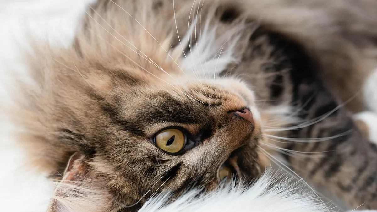 Heart Failure in Cats: Medications and Home Care