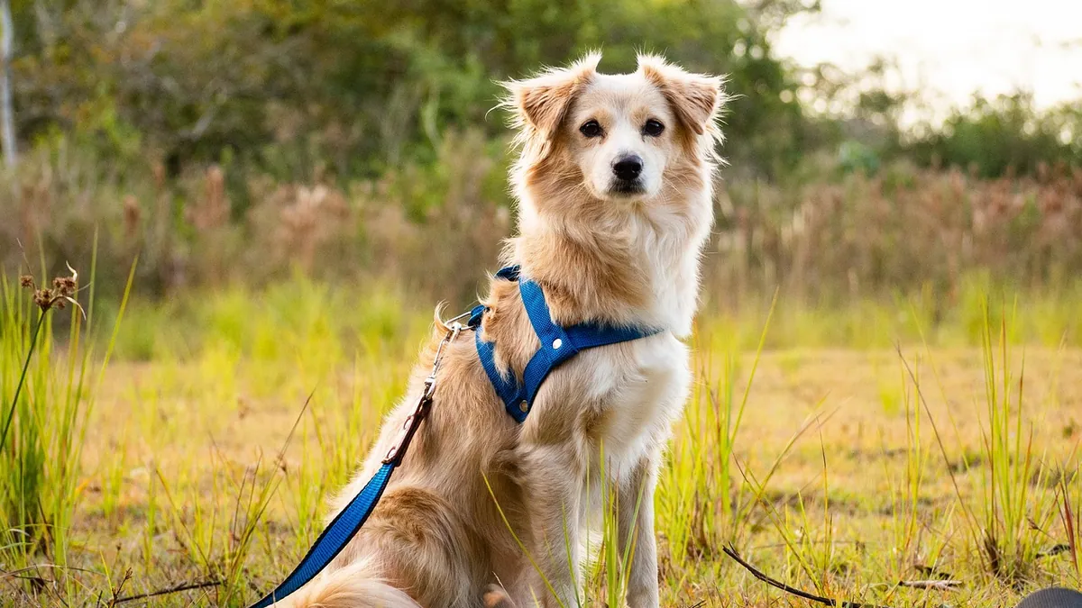 Heart Murmur in Dogs: Symptoms, Grades, and When to Worry