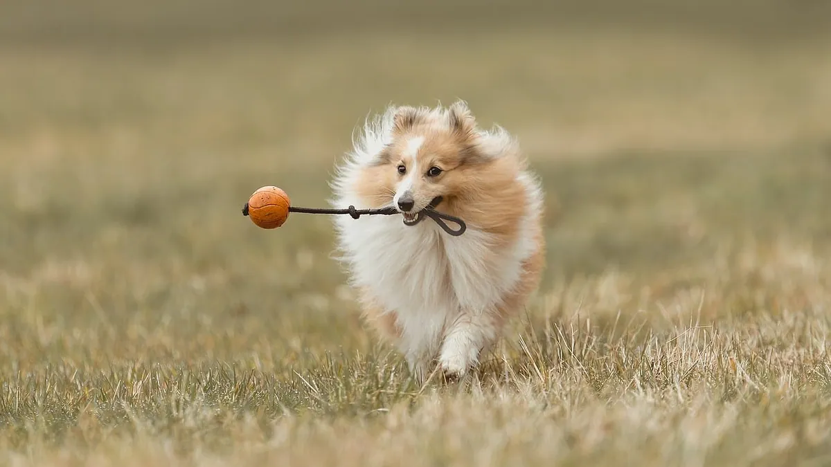 Heartgard Side Effects in Dogs: What to Expect