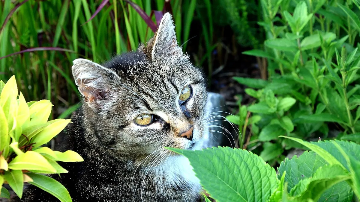Is Heartleaf Philodendron Toxic to Cats? Signs to Know