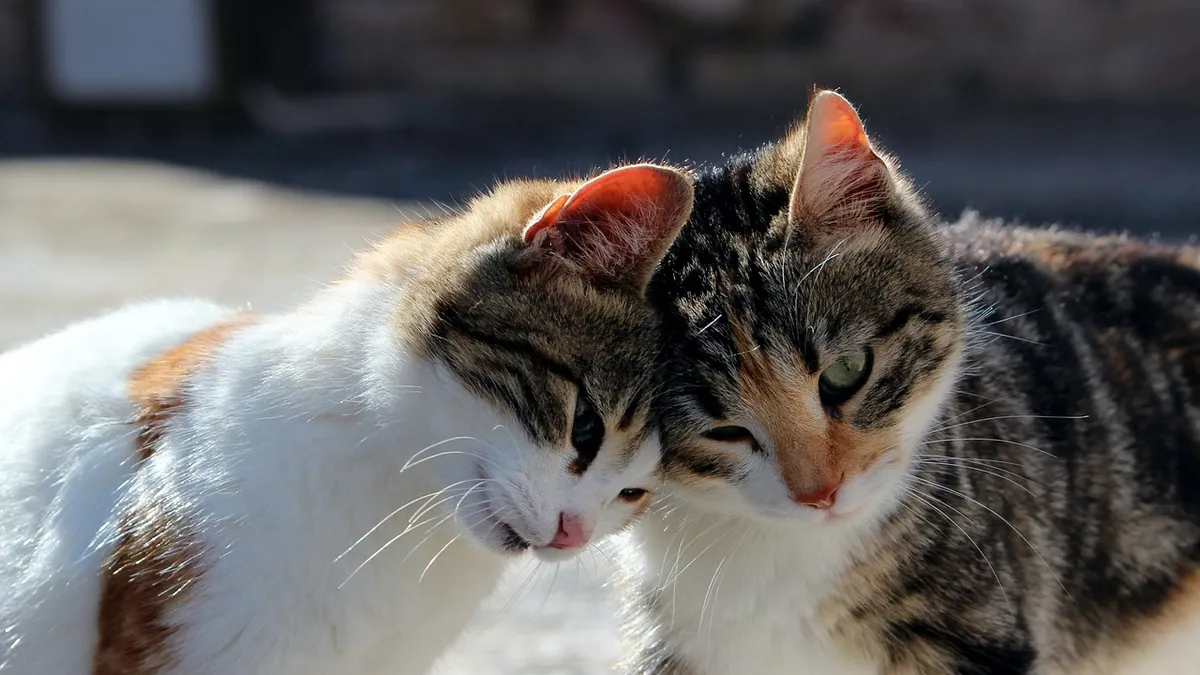 Is There a Heartworm Shot for Cats? Feline Options