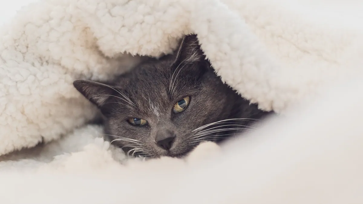 Are Heating Pads and Blankets Safe for Cats?