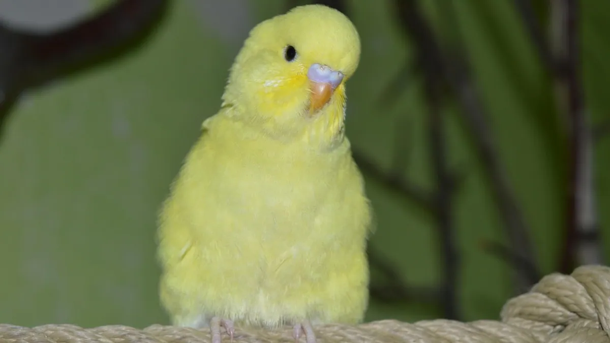 Heavy Breathing in Budgies, Rabbits, and Guinea Pigs