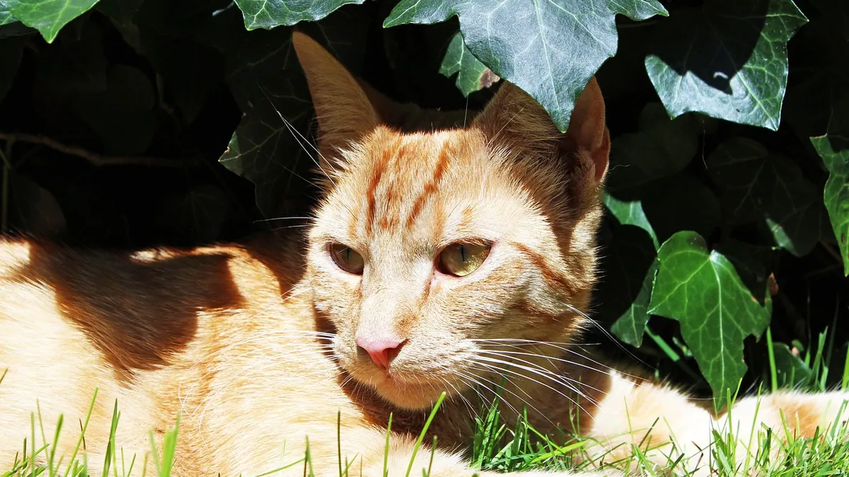 Is Hedera Ivy Toxic to Cats? English Ivy Poisoning