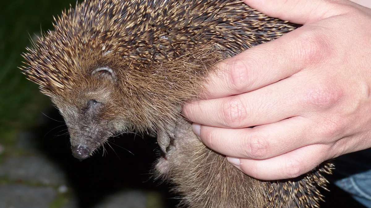 Why Is My Hedgehog Biting Me? Understanding Aggression