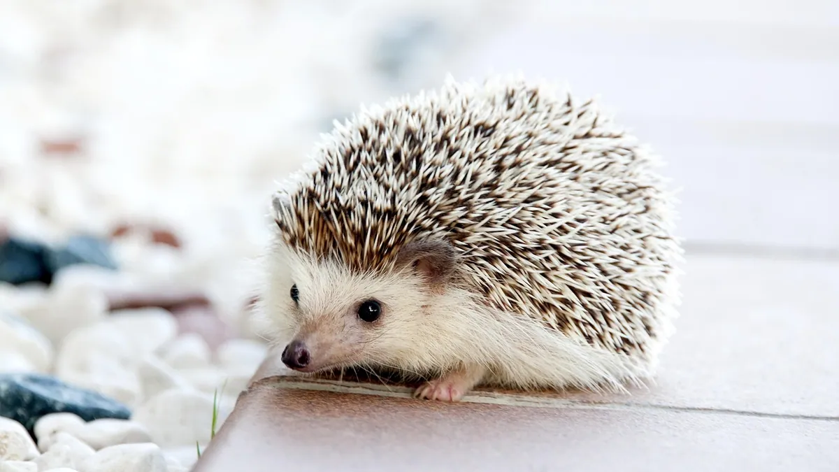 Hedgehog Pooping or Peeing Blood: Causes and Next Steps