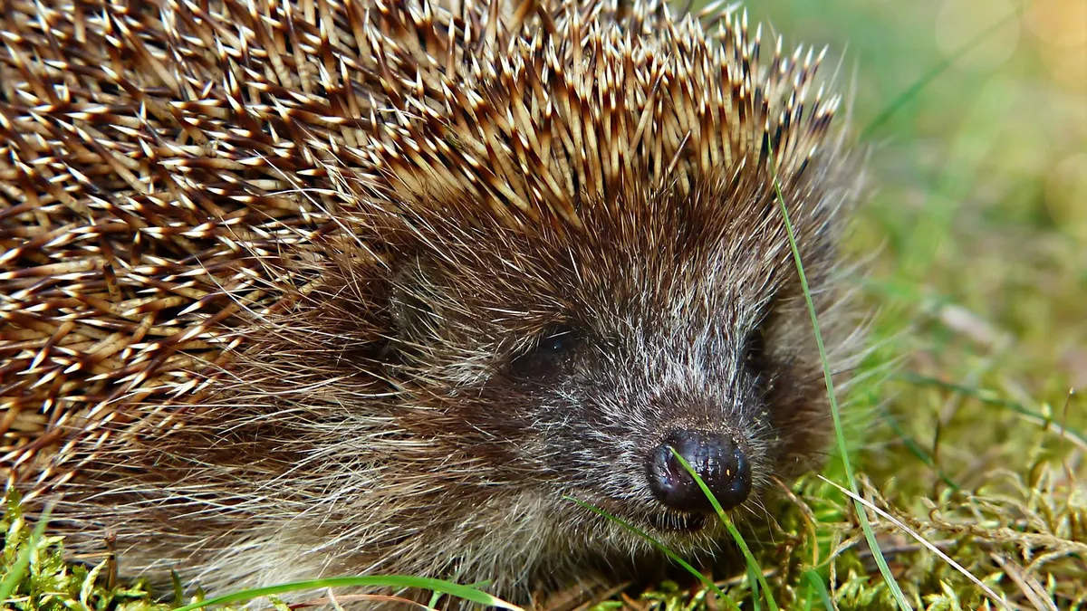 My Hedgehog Has Dry Skin: Causes and Safe Treatments