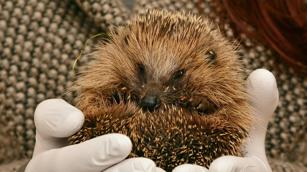 How to Tell If My Hedgehog Is Dying: End-of-Life Signs