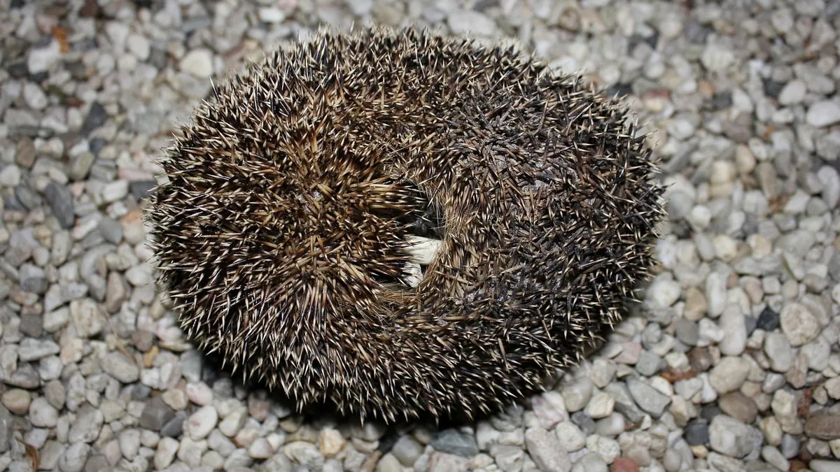 Why Is My Hedgehog So Grumpy? Behavior and Health Clues