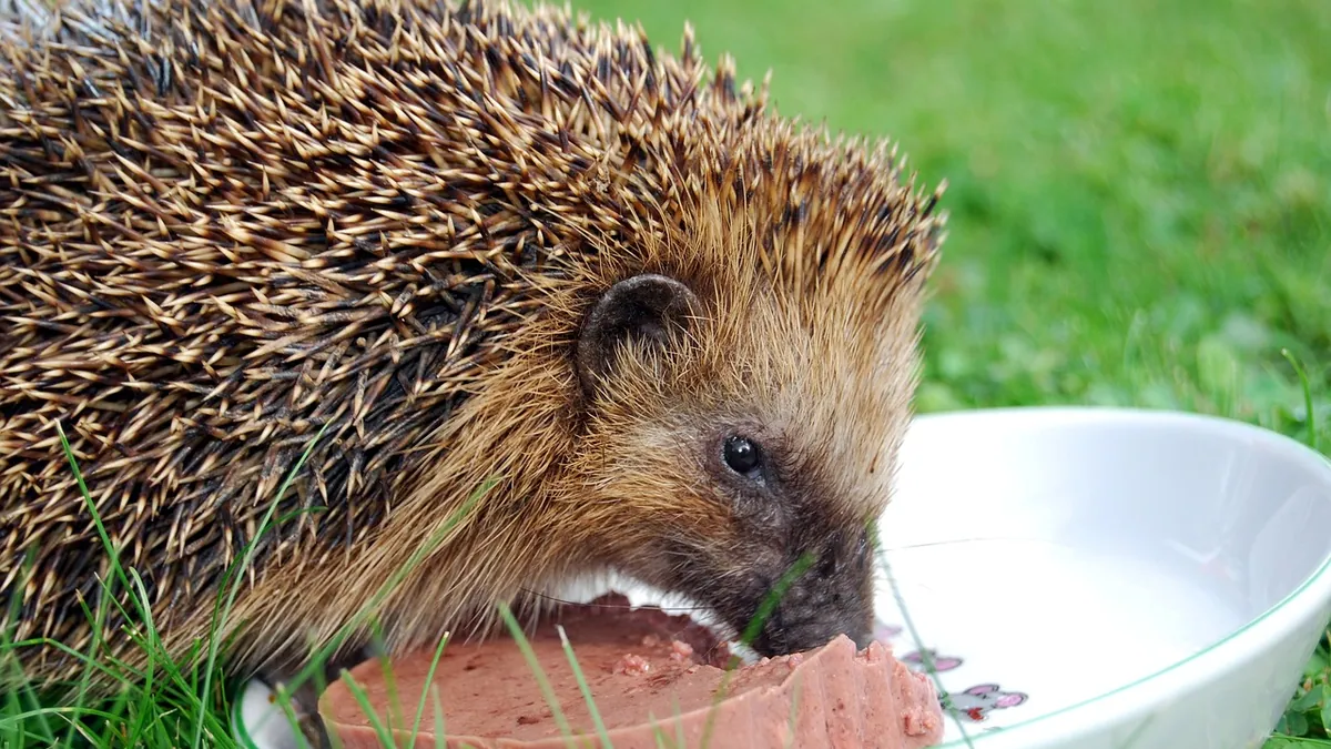 Why Is My Hedgehog Not Eating? Causes and What to Do