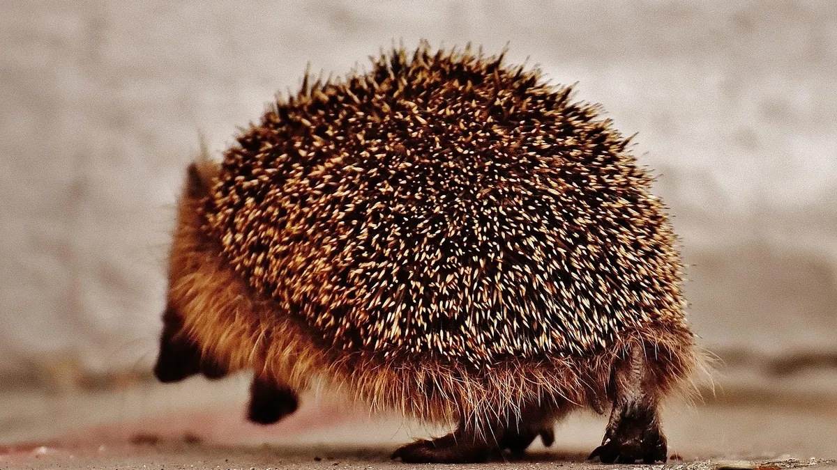 Why Is My Hedgehog Scratching So Much? Itch Causes