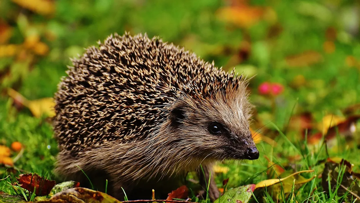 Why Is My Hedgehog Shaking? Causes and When to Worry