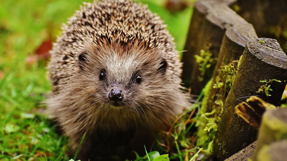 Why Is My Hedgehog Sleeping at Night? What It Means