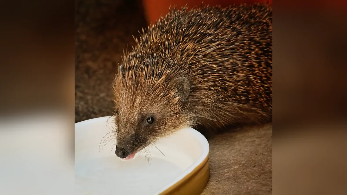 Hedgehog Drinking and Water: How Much Is Normal?