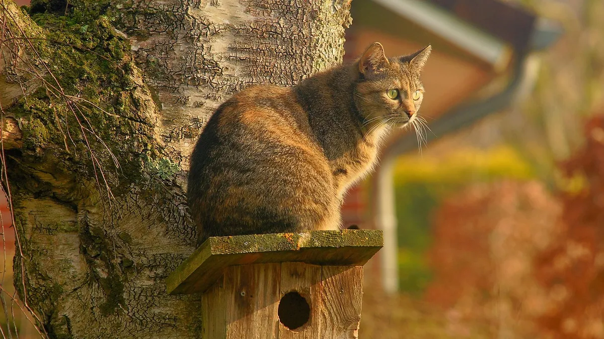How to Help a Cat Give Birth Safely