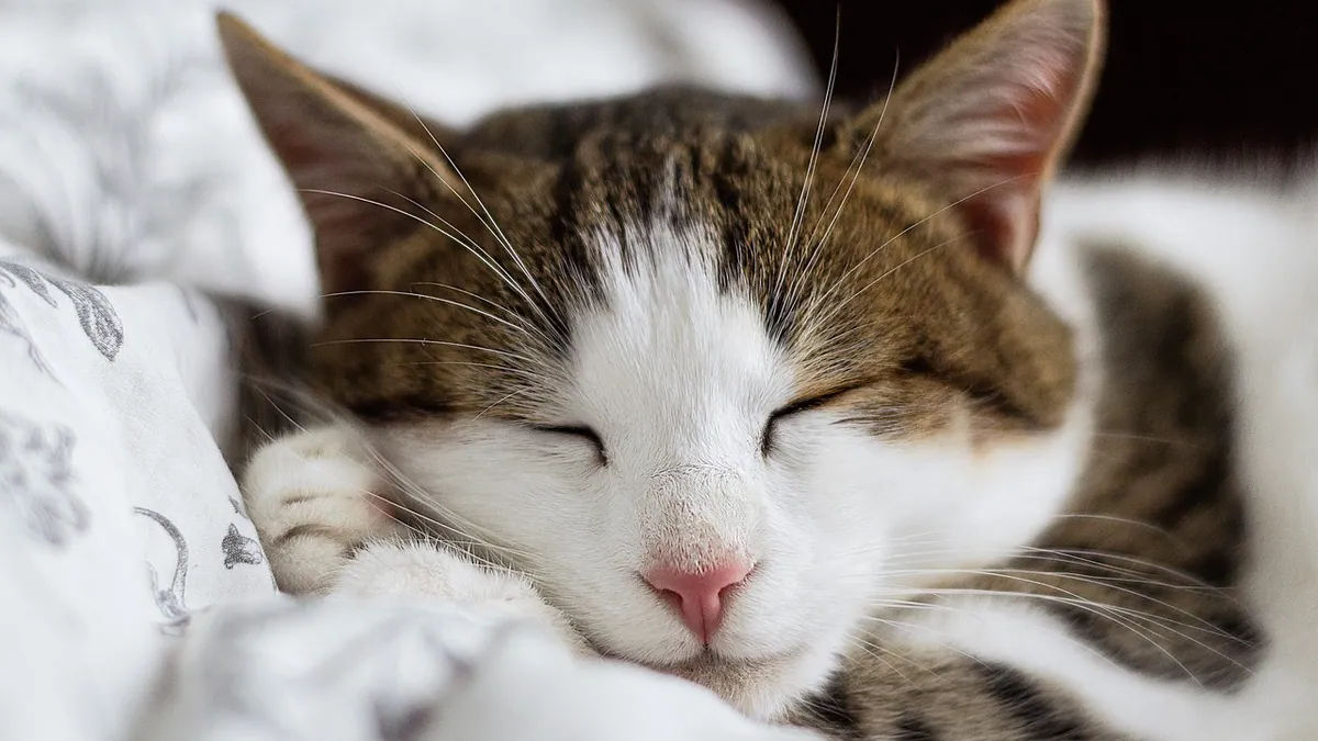 How to Help Your Cat Sleep at Night