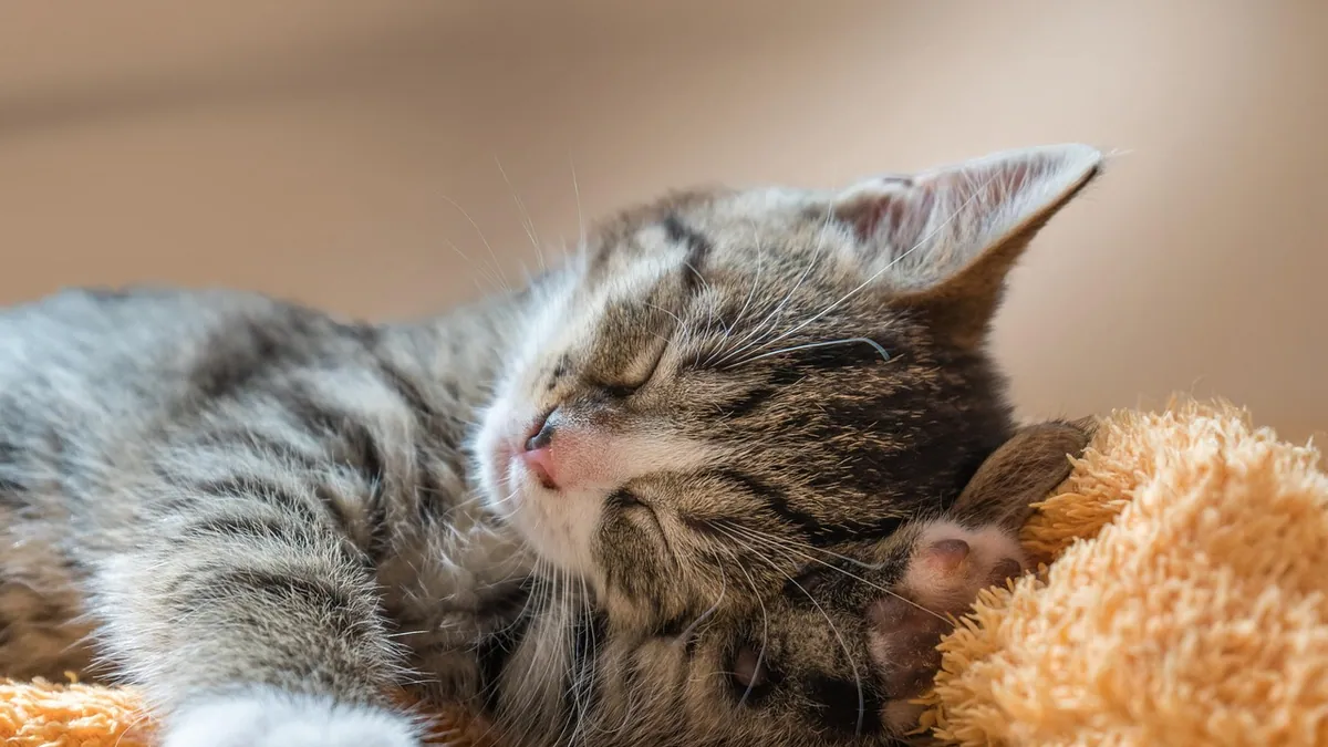 How to Help a Congested Kitten Breathe Easier