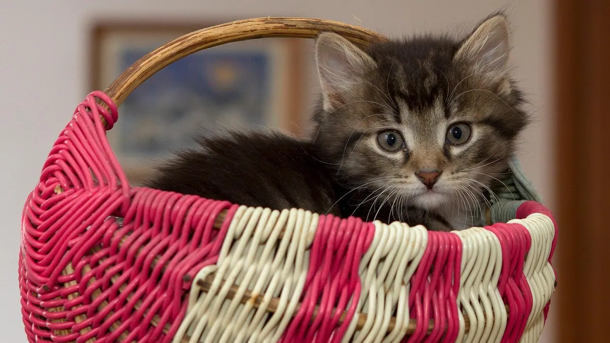 How to Help a Constipated Kitten Poop Safely