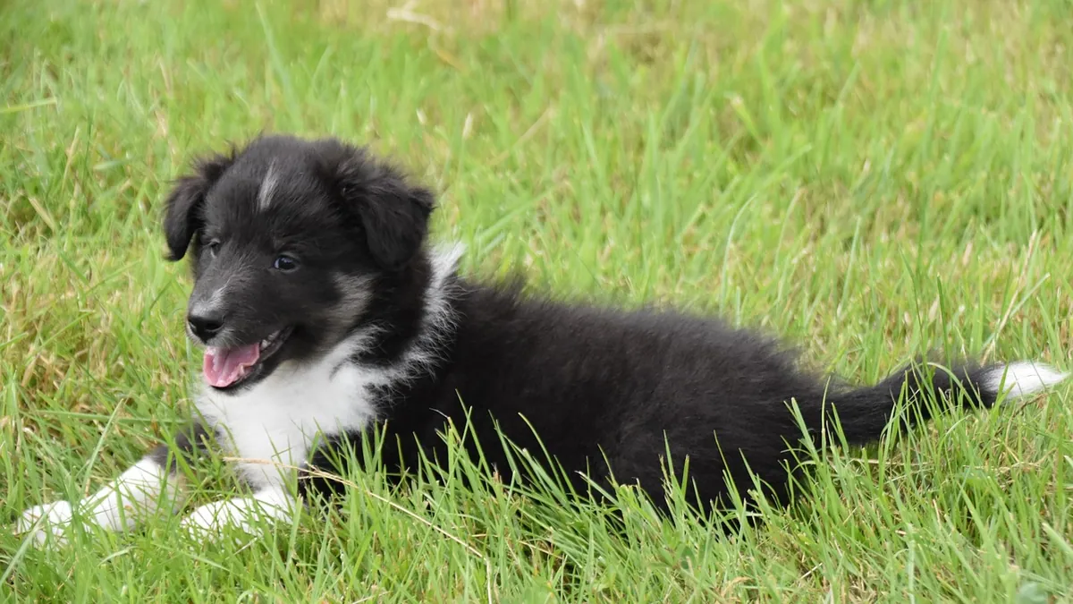 How to Help a Constipated Puppy Naturally and Quickly