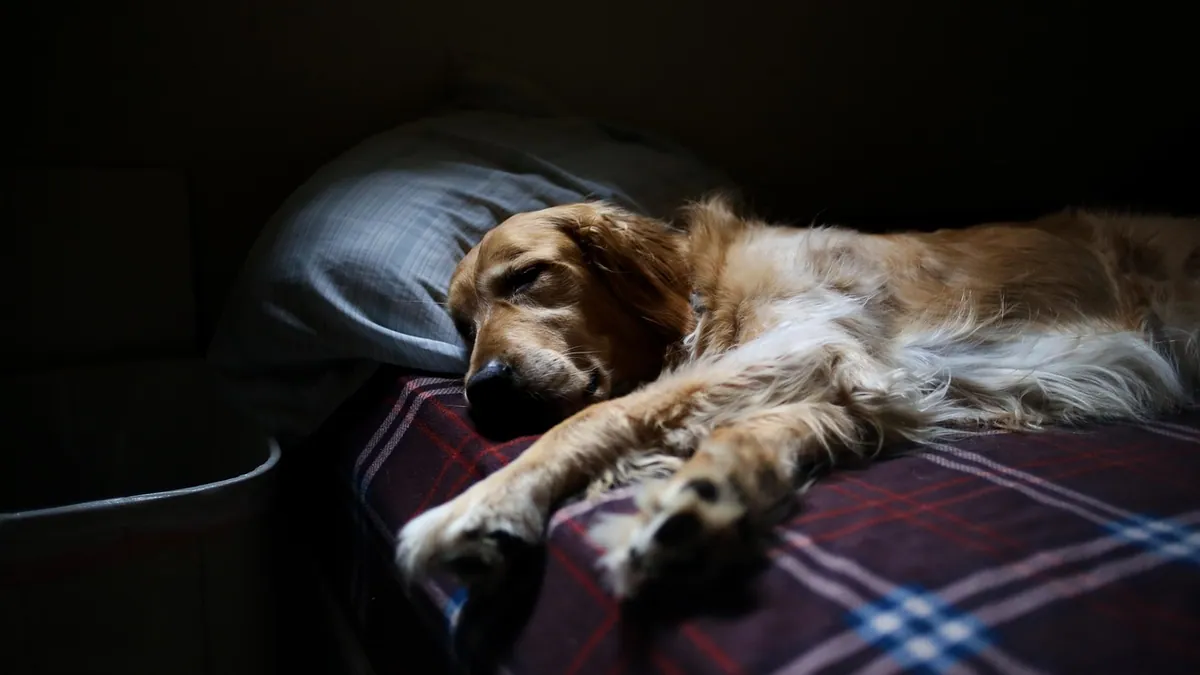 How to Help Your Dog Settle and Fall Asleep at Night
