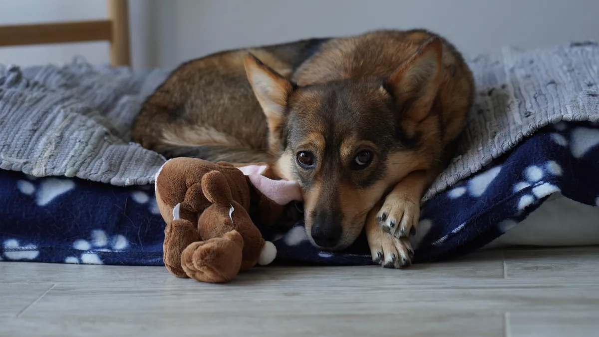 How to Help a Dog in Pain at Home: Safe Steps Before the Vet