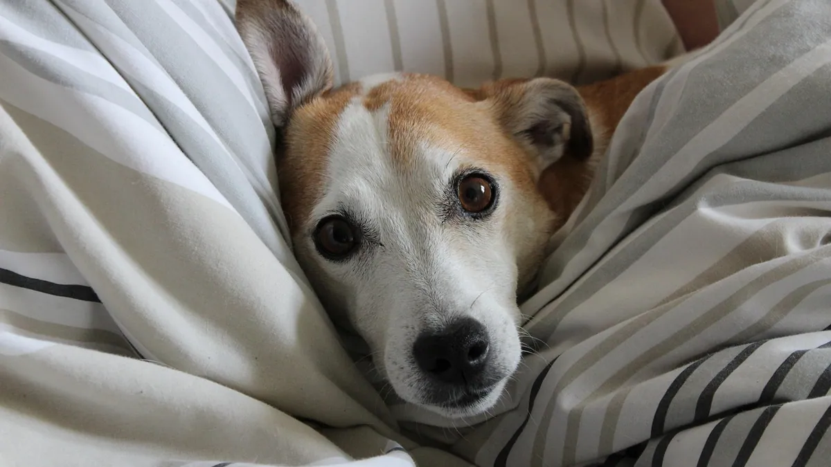 How to Help a Puppy or Dog in Pain